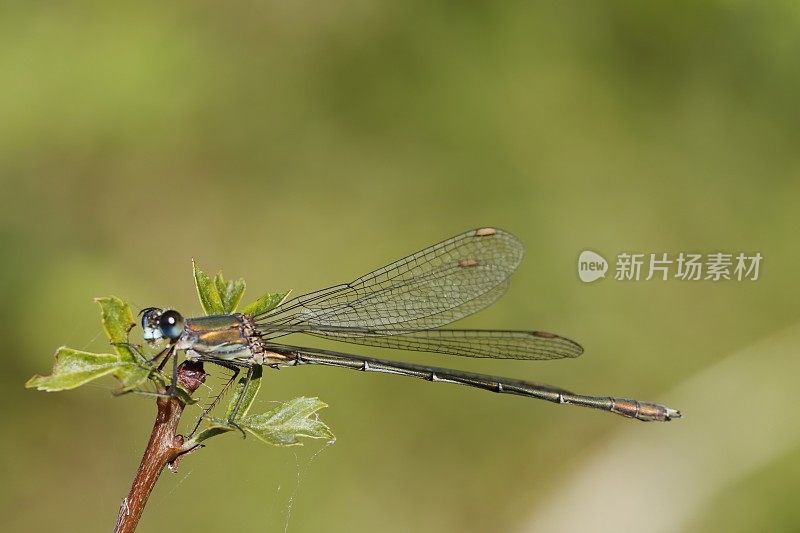 西柳展翅蜻蜓(lesstes viridis)雄性